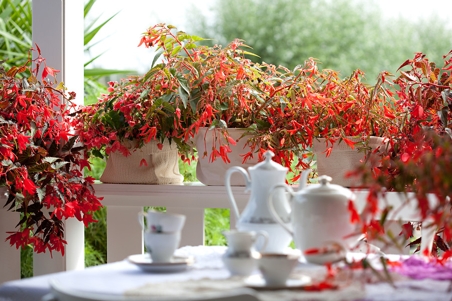 Begonias tuberosas tuberhybrida cultivares