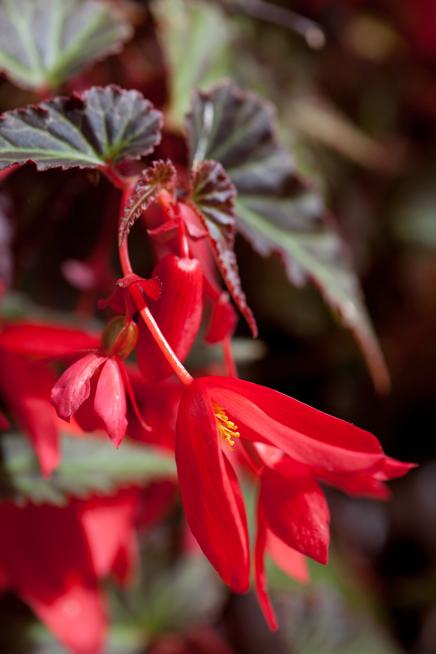 Cultivares de begonias para jardín y macetas: Begonias tuberosas (Begonia ×  tuberhybrida) - EL BLOG DE LA TABLA