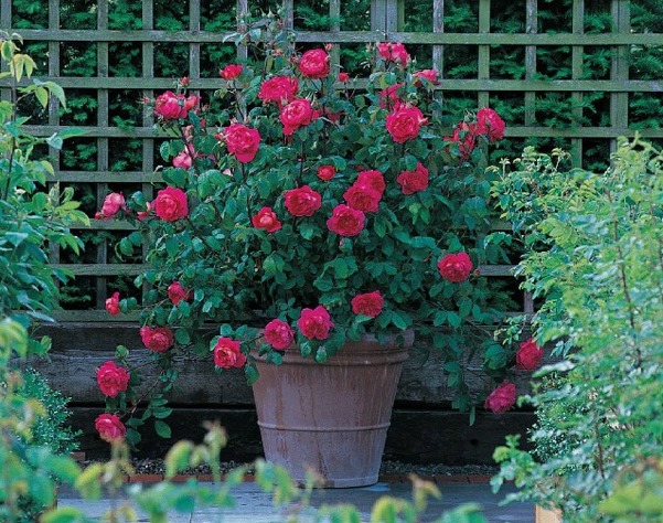 rosal ingles flores rojas en maceta de barro