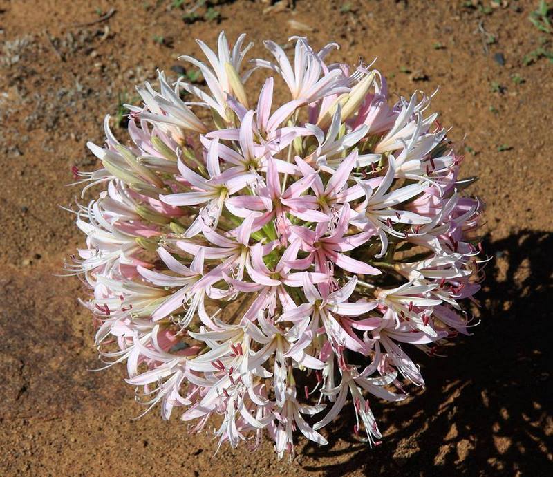 inflorescencia globosa de Brunsvigia bosmaniae en el Karoo suculento