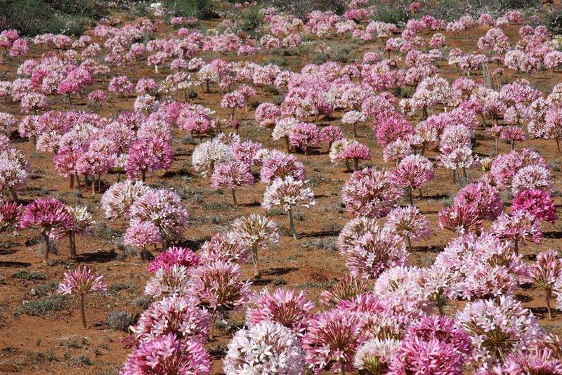 Brunsvigia bosmaniae en el Karoo suculento