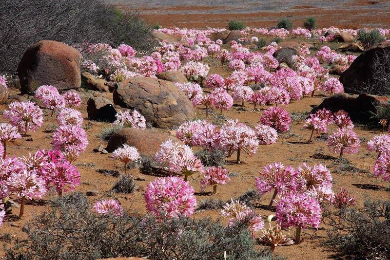 Flores raras de Brunsvigia bosmaniae en el Karoo suculento