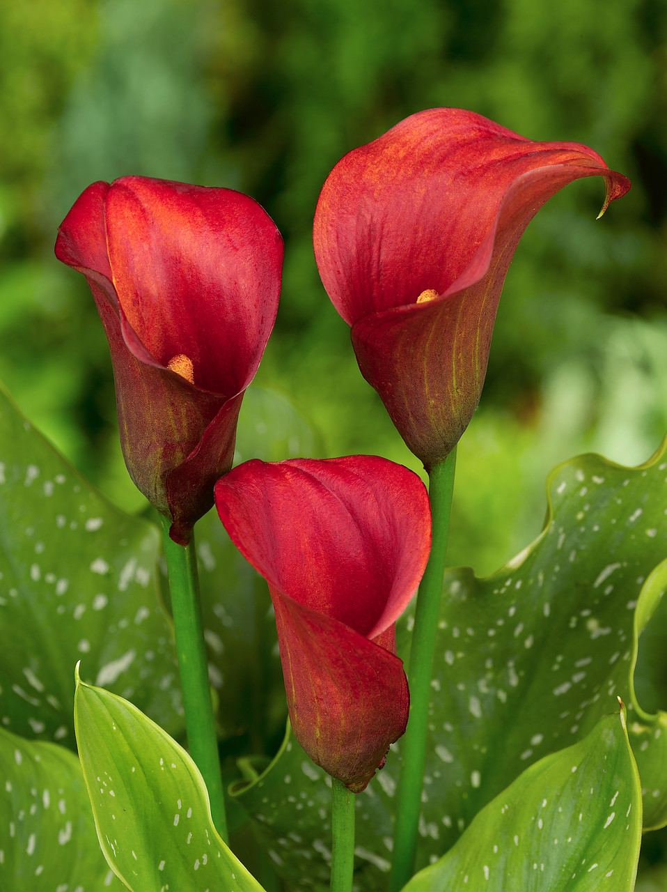 Bulbos de verano: Cala o lirio de agua (Zantedeschia) - EL BLOG DE LA TABLA