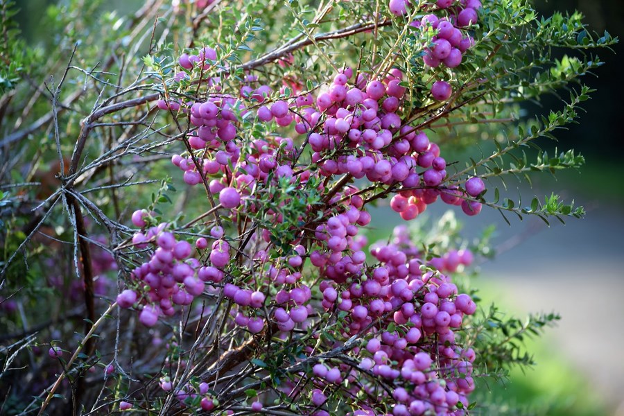 Frutos bayas de color púrpura de Callicarpa japonica