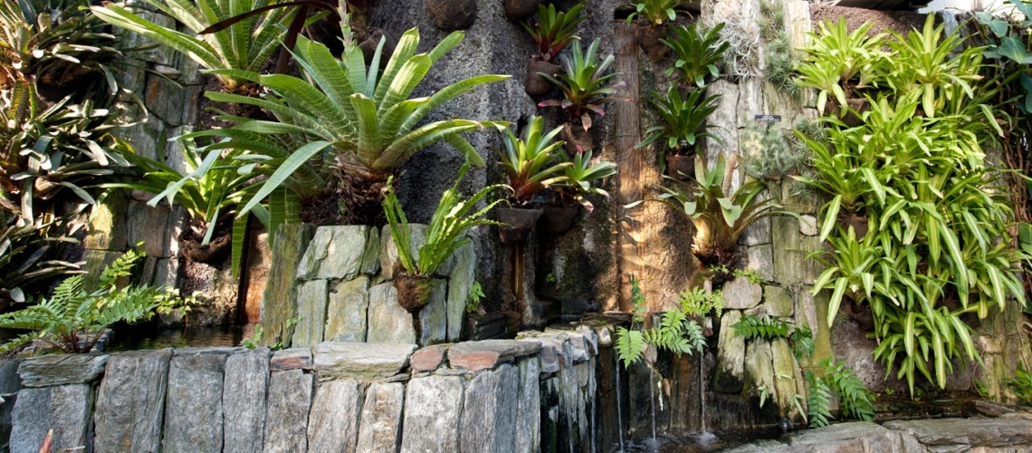 jardin tropical con piedras, bromelias y helechos