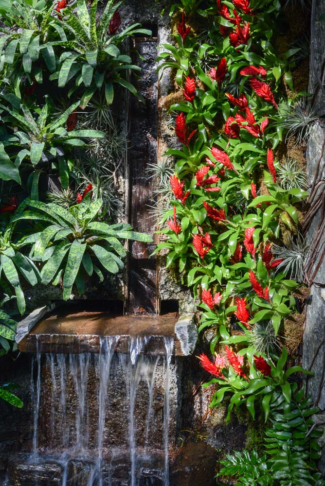 jardín tropical con fuente, cascada de agua y bromelias de flor roja