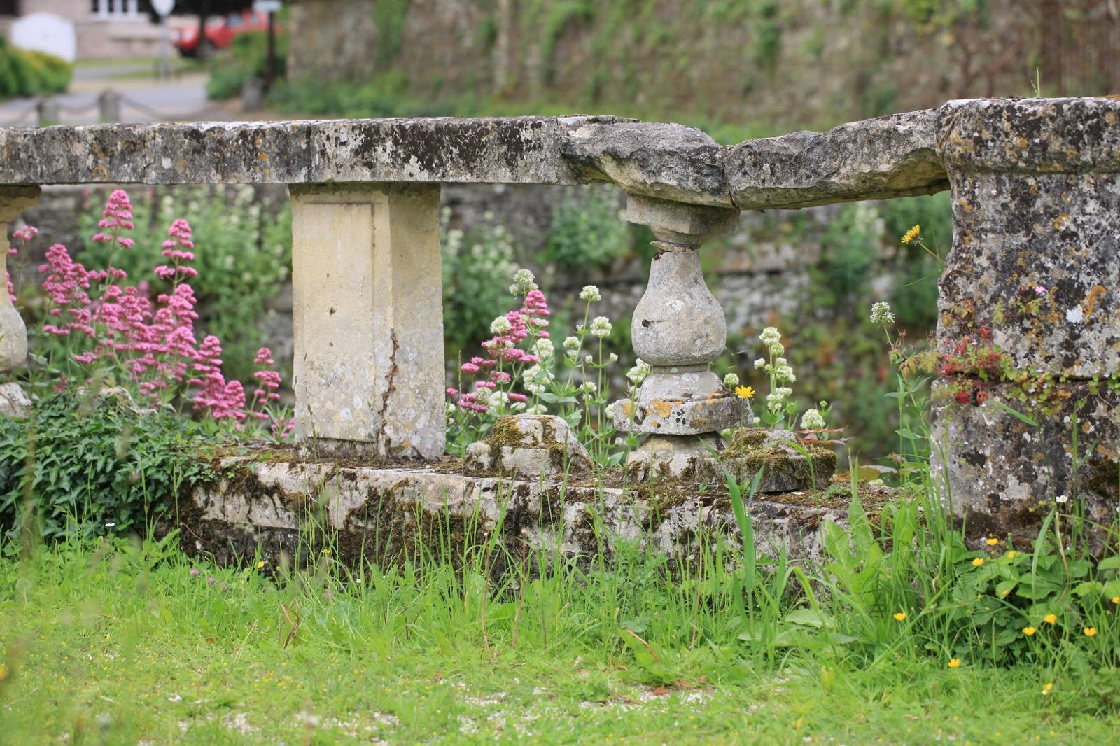 Centranthus ruber (valeriana roja) y flora espontánea en las ruinas del castillo de Harcourt