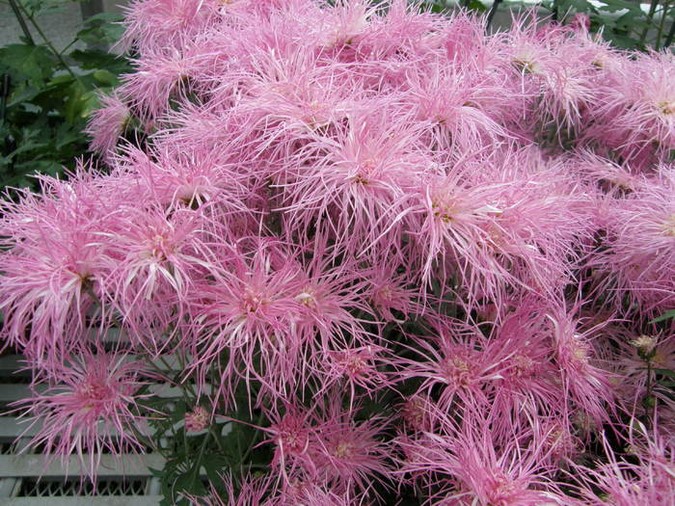 Chrysanthemum × morifolium 'Wisp of Pink' Foto Longwood Gardens