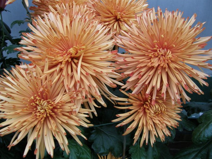 Chrysanthemum x morifolium 'Honey' Foto Longwood Gardens