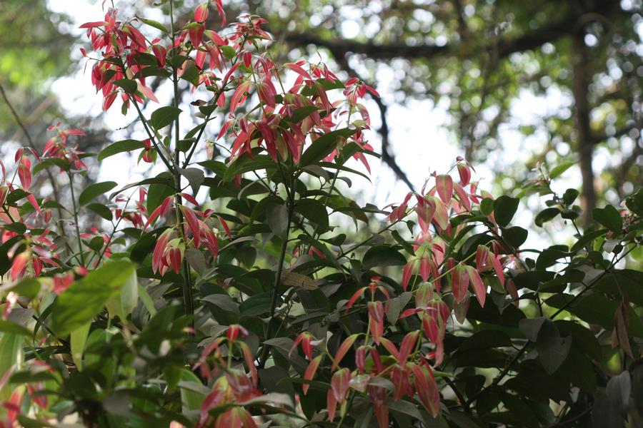 árbol canela cinnamomum verum