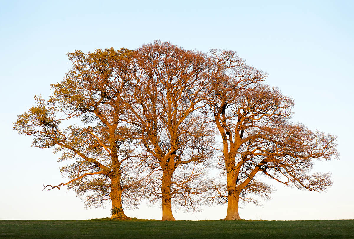 Fotografías de robles Quercus