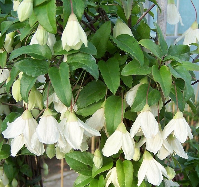 flores de clematis en forma de campana de color blanco cremoso que florecen en invierno