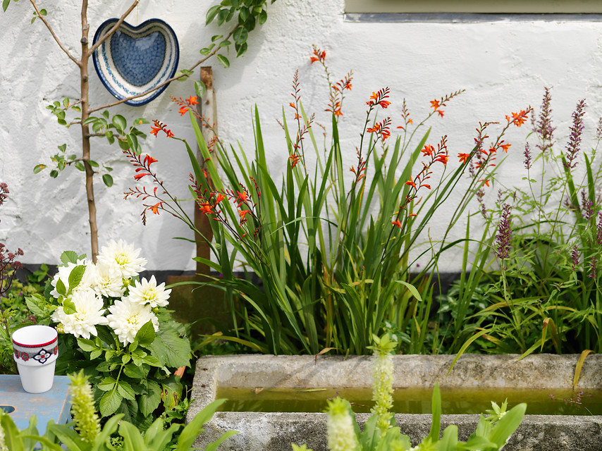 Crea tu jardín de flor corte con bulbos de verano - EL LA