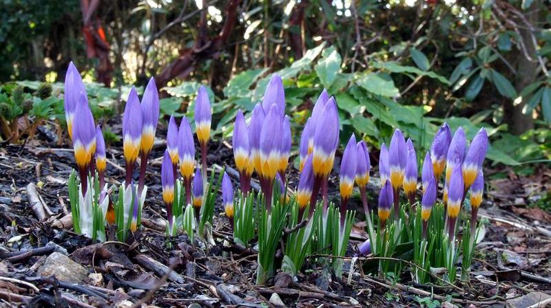 Flores de crocus en primavera