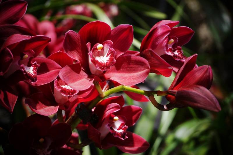 Orquidea flores rojas