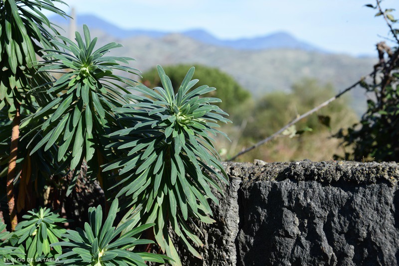 Euphorbia characias y muro de piedra lávica en Sicilia