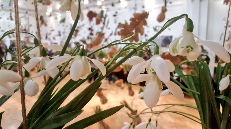 Flores blancas de Galanthus (campanillas de invierno)