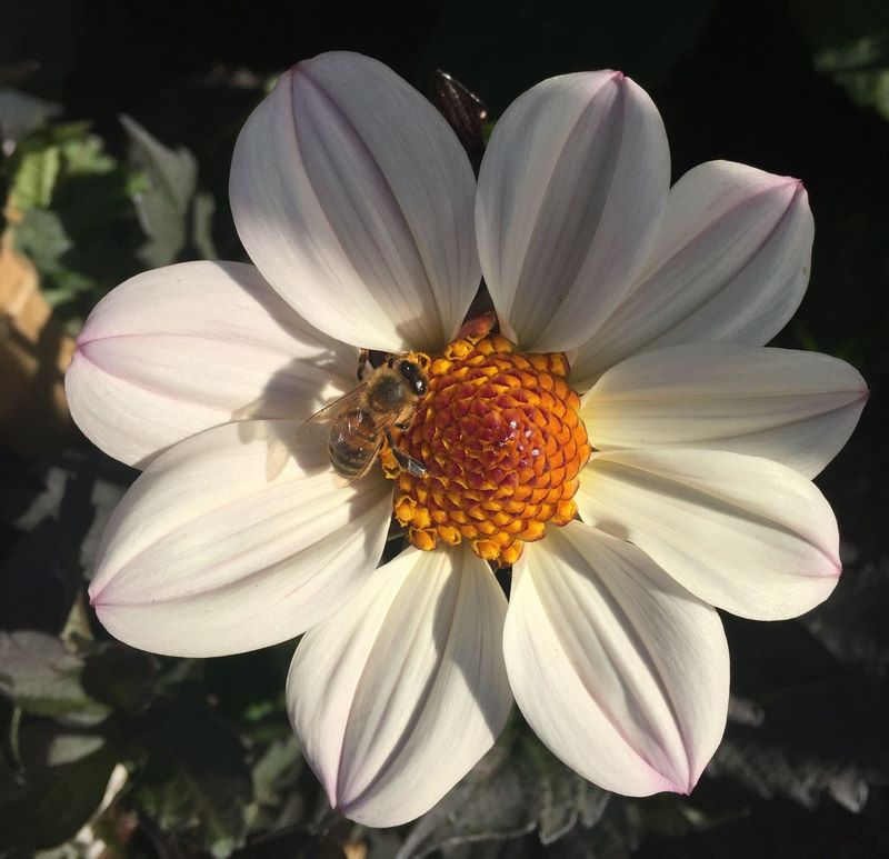flor de dalia color blanco