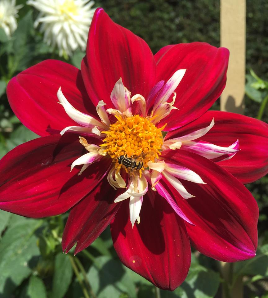 flor de dalia roja y blanca