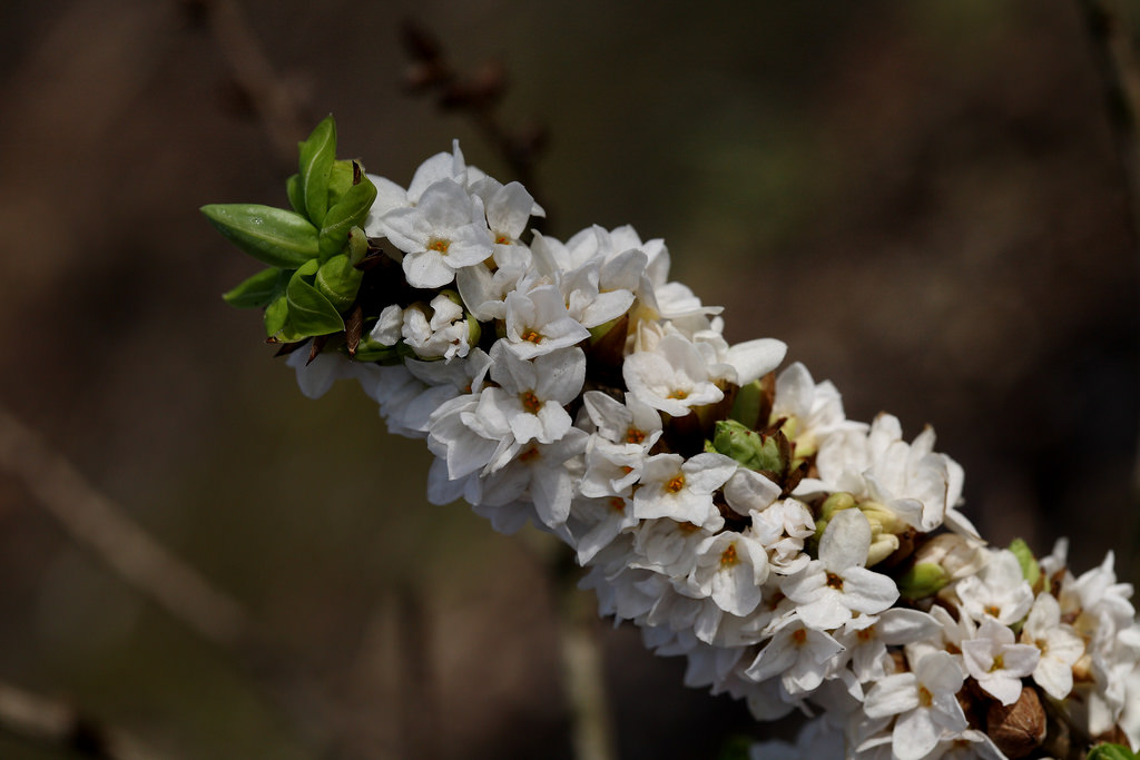 Daphne mezereum f. alba