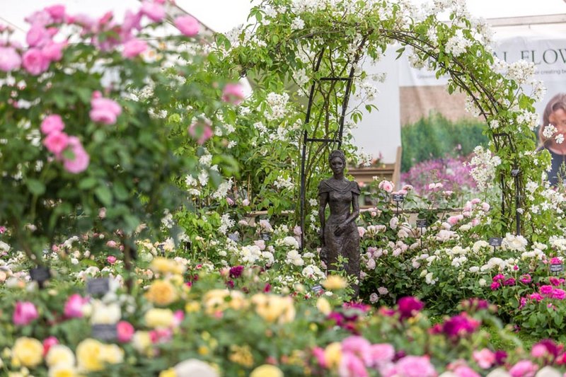 Jardín exhibición rosas inglesas David Austin. Hampton Court Flower Show 2017