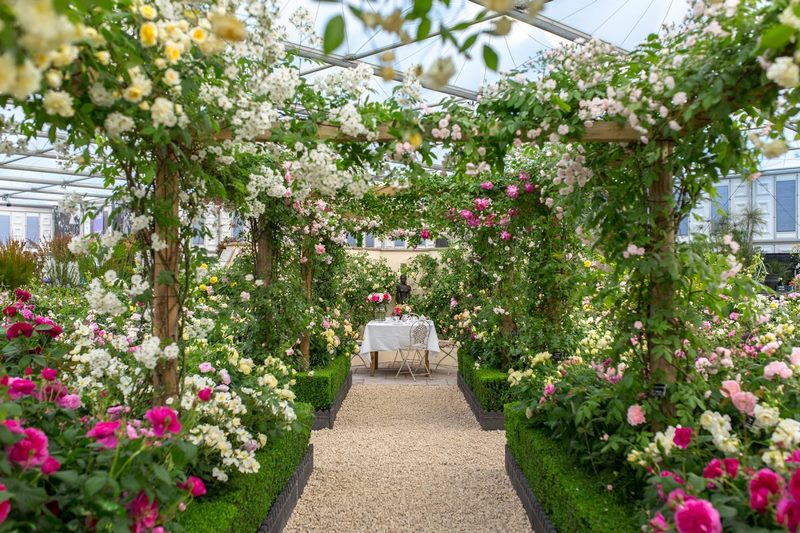 Pérgola con rosas en jardín de exhibición de David Austin en Chelsea Flower Show 2017