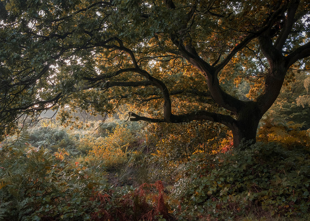 Fotografías de robles Quercus