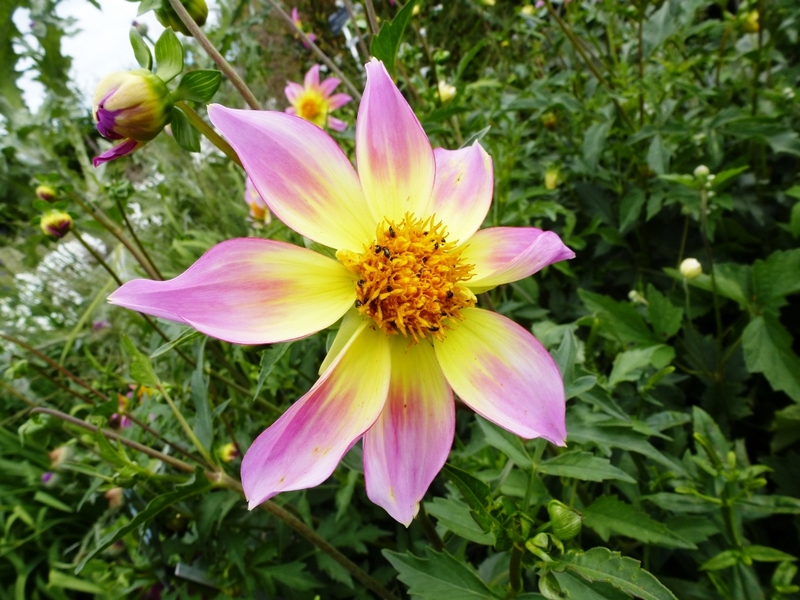 flor bicolor de dalia