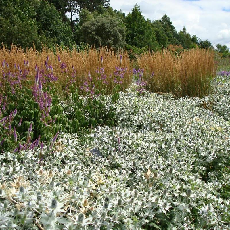 Glasshouse Borders Wisley Oudolf