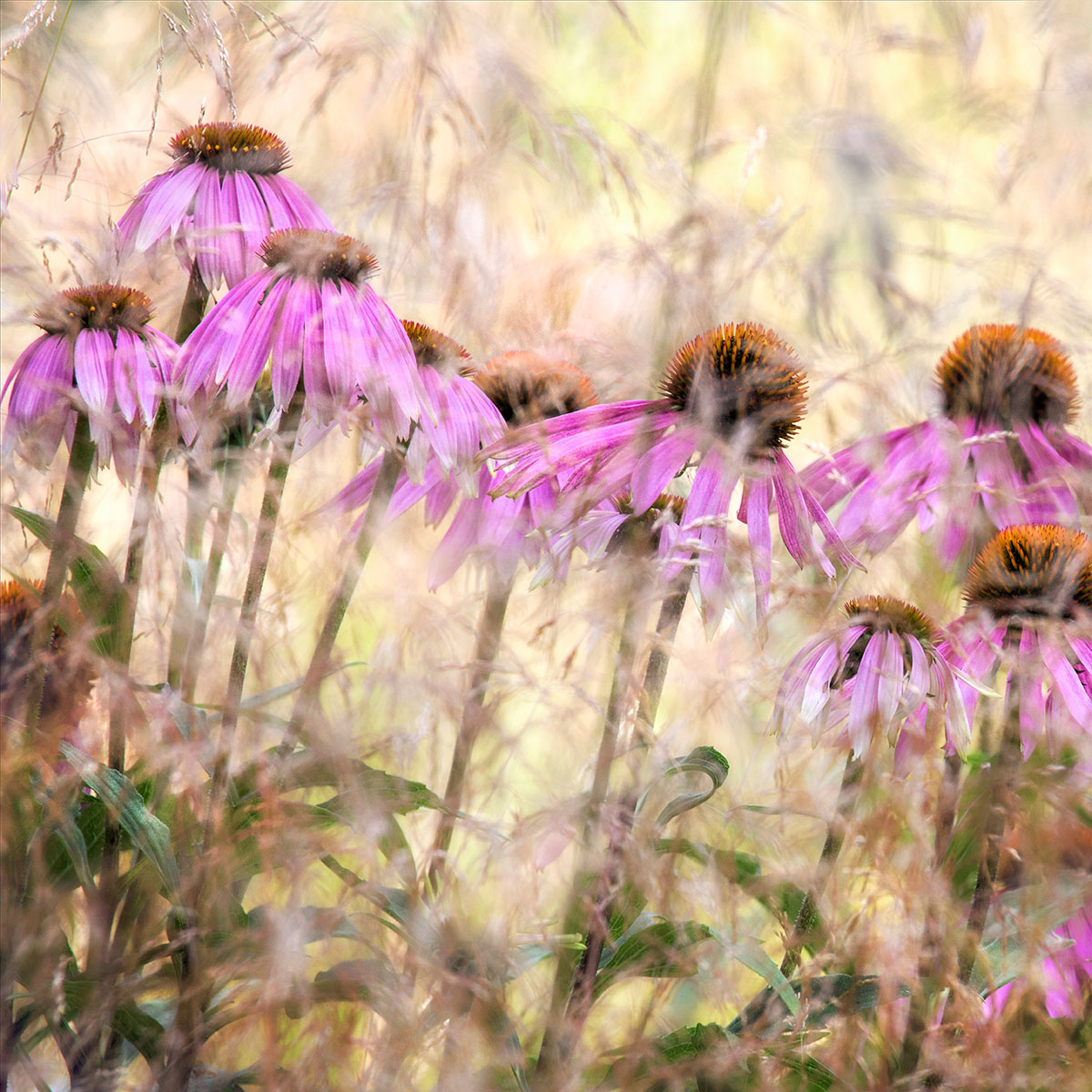'Echinacea' Nigel Burkitt. Concurso Internacional de Fotografía de Jardín IGPTOTY N11