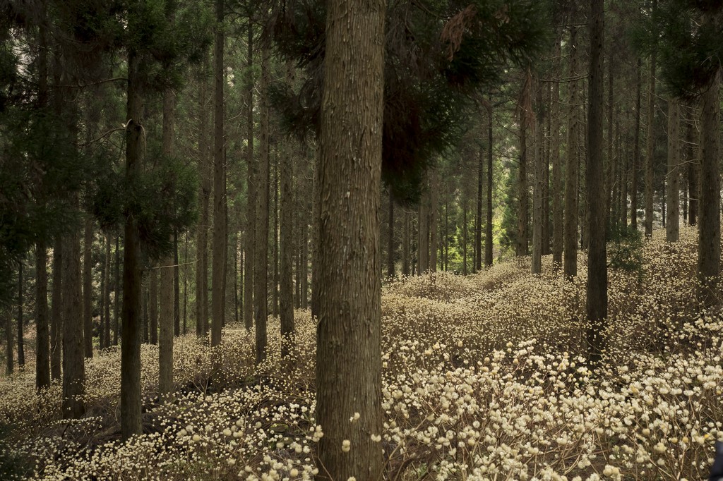 Bosque en Japón con Edgeworthia chrysantha