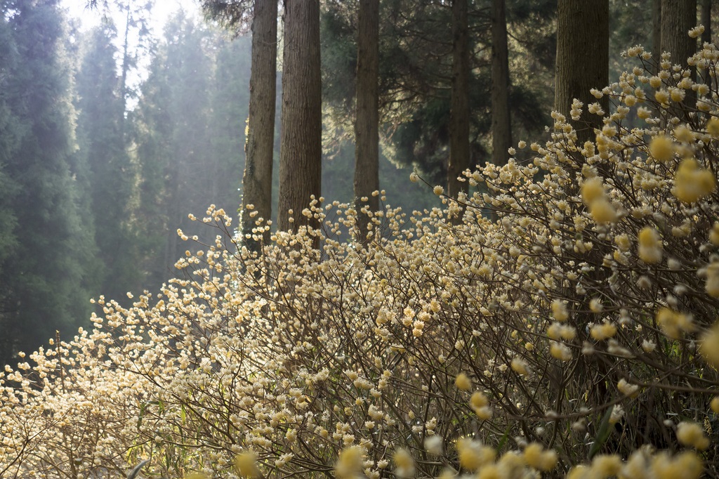 Edgeworthia chrysantha en el bosque