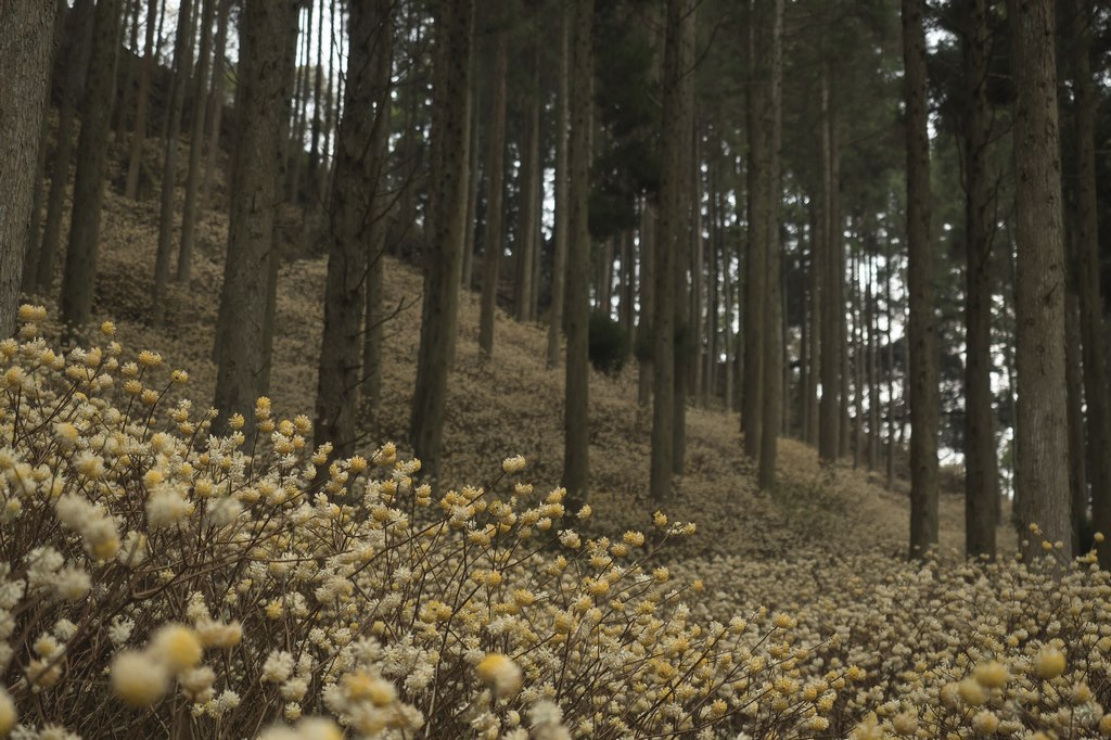 Bosque en Japón con arbustos en flor de Edgeworthia chrysantha