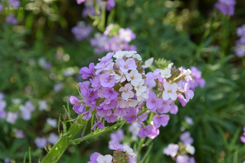 Erysimum