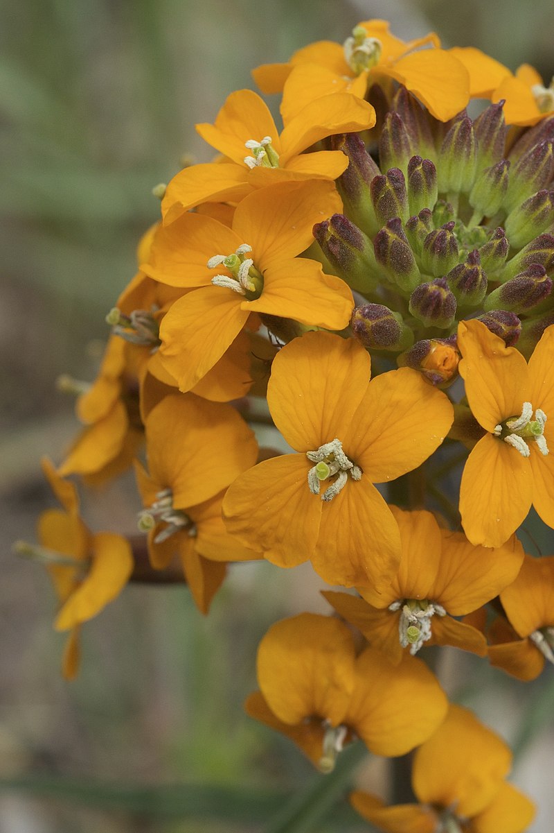 Erysimum