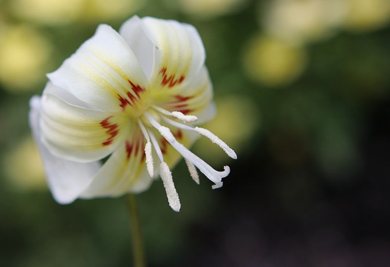 Erythronium flores primavera