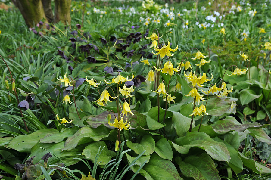 Erythronium flores primavera