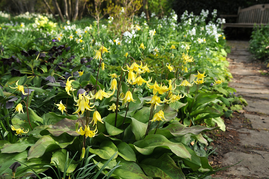 Erythronium 'Pagoda' flores primavera