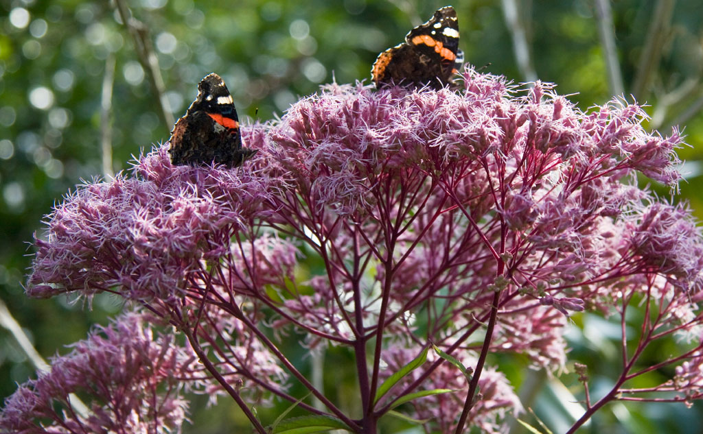 Eupatorium maculatum ‘Riesenschirm’  flores rojo vino en otoño