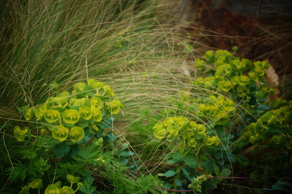 Euphorbia myrsinites. Euforbias herbaceas perennes