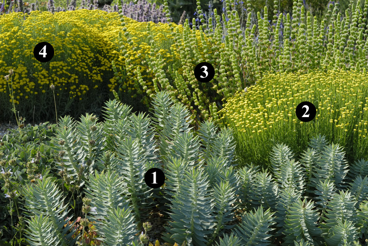 Combinaciones de plantas rústicas para jardín seco con Euphorbia rigida