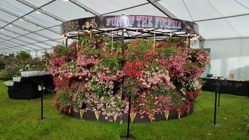 Fuchsia. Floral Marquee. Chatsworth Flower Show 2017