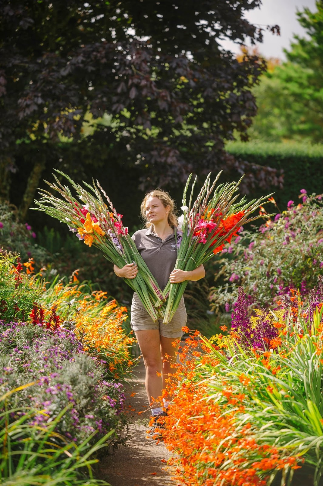 jardín flor corte bulbos verano gladiolos