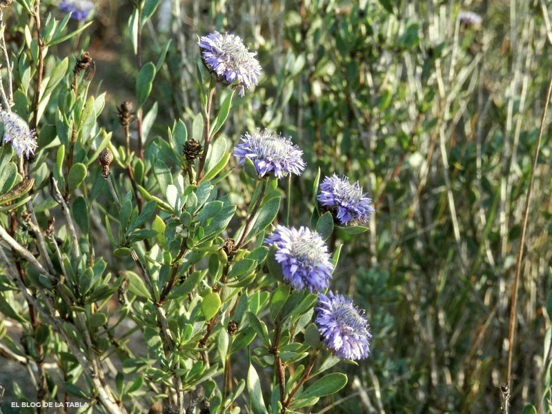 plantas clima mediterráneo