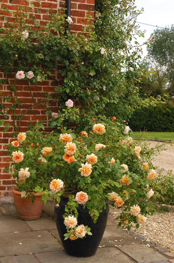 rosal inglés Grace de flores color naranja en maceta