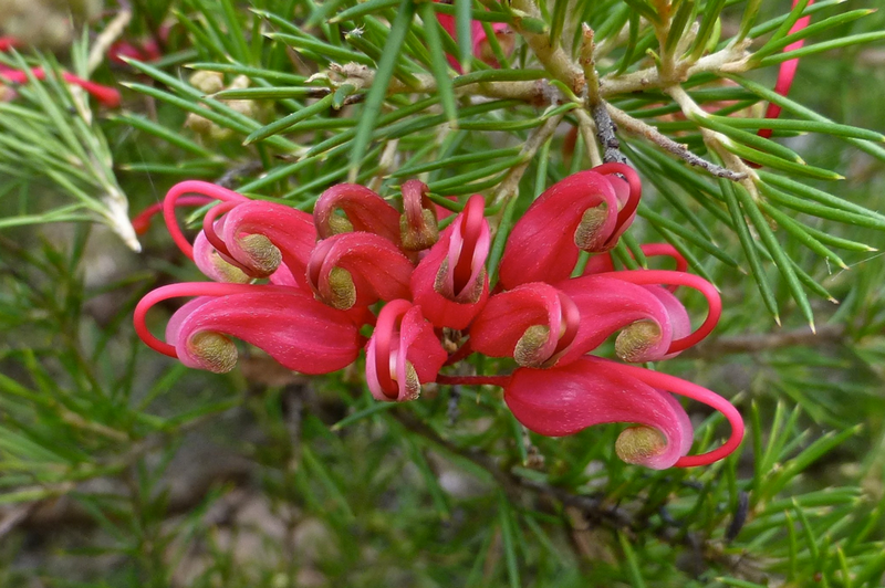 plantas arbustivas jardín sostenible