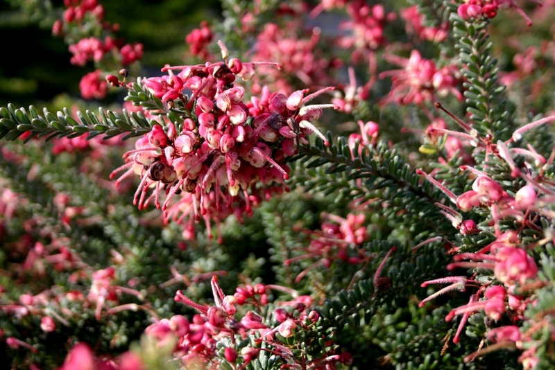 plantas arbustivas jardín sostenible