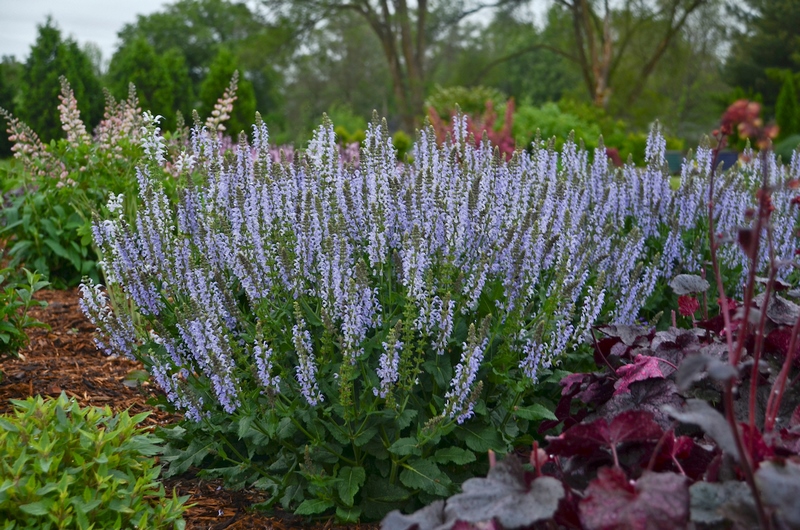 Salvia 'Crystal Blue' (Hardy's Cottage Garden Plants)