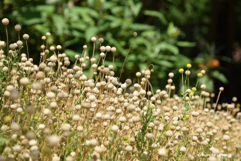 Helenium aromaticum. Manzanilla del cerro en Jardín Botánico Valencia