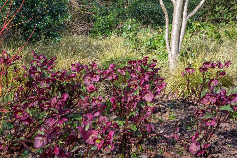 Eléboros variedad Helleborus x hybridus 'Anna's Red' 